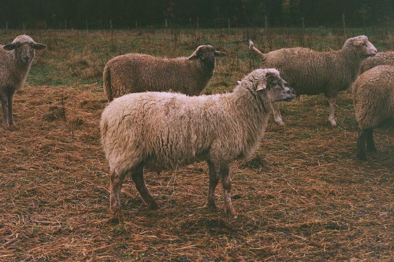 Agriculture : la MRC du Val-Saint-François met ses producteurs en valeur